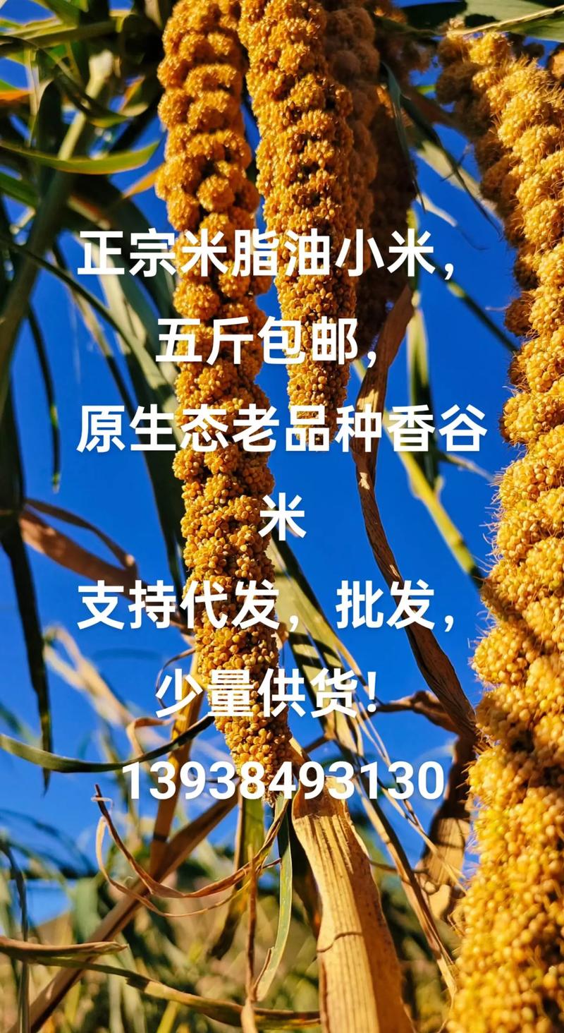 杂粮批发